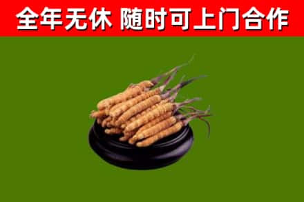 双阳区烟酒回收冬虫夏草.jpg